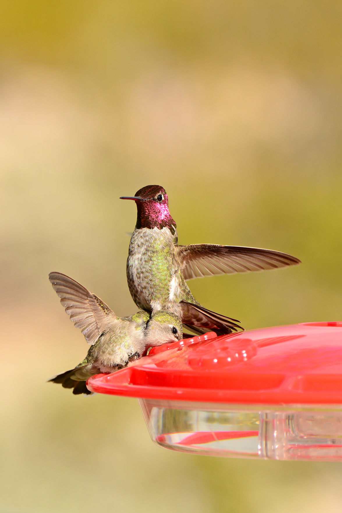 Hummingbirds